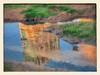 Common teals on the Sunset reflection