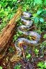 Green anaconda (Eunectes murinus)