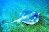 Smooth stingray (Dasyatis brevicaudata)