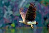 Grey-headed fish eagle (Ichthyophaga ichthyaetus)