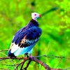 White-headed vulture (Trigonoceps occipitalis)