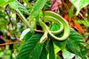 Red-tailed racer (Gonyosoma oxycephalum)