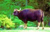 Gaur