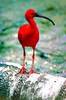 Scarlet ibis (Eudocimus ruber)