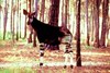 Okapi