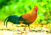 Sri Lanka junglefowl (Gallus lafayettei)