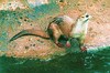 Smooth otter (Lutrogale perspicillata)
