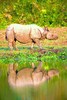 Indian rhinoceros (Rhinoceros unicornis)