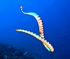 Banded sea krait (Laticauda colubrina)