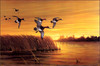 Panthera 0843 Lynn R. Kaatz Canvasback Dawn