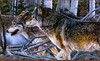 Panthera 0854 Judy Larson Kinship