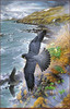 Panthera 0848 John Pitcher Coastal Peregrines
