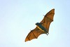 Blyth's flying fox (Pteropus melanotus)