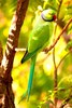 Rose-ringed parakeet (Psittacula krameri)