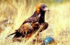 Black-breasted buzzard (Hamirostra melanosternon)