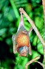 Island flying fox (Pteropus hypomelanus)