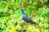 Christmas imperial pigeon (Ducula whartoni)