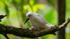 White tern (Gygis alba candida) incubates on bare branch