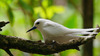 White tern (Gygis alba candida) incubates on bare branch