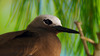 Brown noddy, Common noddy (Anous stolidus)