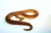 Cuban boa (Epicrates angulifer)