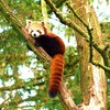 Red panda (Ailurus fulgens)