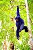 Siamang