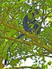 Banded leaf monkey (Presbytis femoralis)