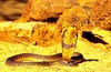 Snouted cobra (Naja annulifera)