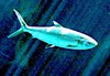 Milkfish