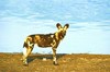 African hunting dog