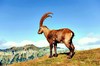 Alpine ibex (Capra ibex)