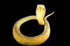 Equatorial spitting cobra (Naja sumatrana)