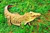Cuban crocodile (Crocodylus rhombifer)