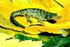 Sharp-ribbed salamander (Pleurodeles waltl)