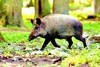 Wild boar