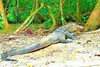 Water monitor (Varanus salvator)