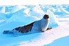 Harp seal