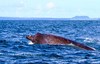 Baird's beaked whale (Berardius bairdii)