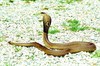 Monocled cobra (Naja kaouthia)