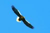 Steller's sea eagle (Haliaeetus pelagicus)