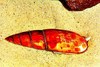 Episcopal mitre (Mitra mitra)