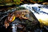 Goliath frog (Conraua goliath)