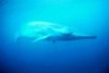 Sei whale (Balaenoptera borealis)