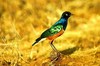 Superb starling (Lamprotornis superbus)