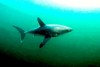 Porbeagle shark (Lamna nasus)