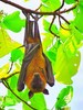 Indian flying fox (Pteropus medius)