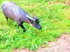 Tamaraw (Bubalus mindorensis)