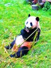 Giant panda (Ailuropoda melanoleuca)