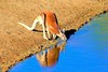 Red kangaroo (Macropus rufus)